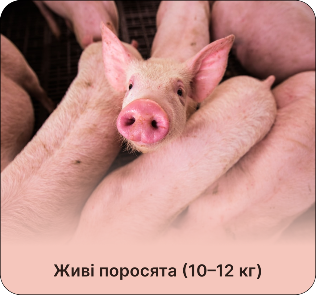 купити живих поросят М’ясний фермер